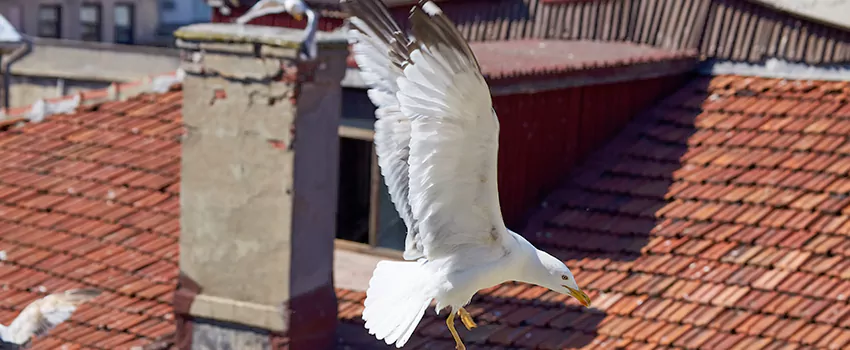 Residential Chimney Animal Removal Solution in Chico, CA